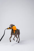Load image into Gallery viewer, Actionfoto: Windspiel rennt mit dem Karma Hund Spielzeug im Maul.
