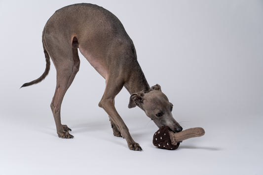 Italienisches Windspiel steht im Studio und kaut sanft auf dem Pilzspielzeug.
