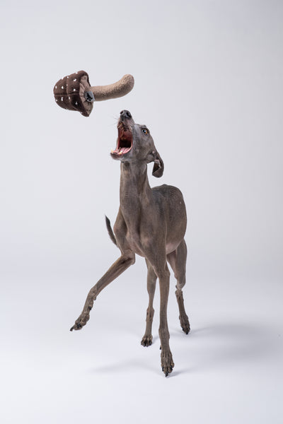 Italienisches Windspiel apportiert den Pilz in einer professionellen Studioaufnahme.