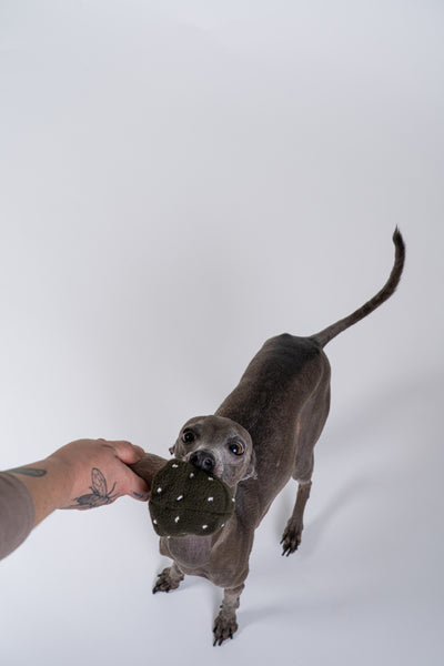 Italienisches Windspiel posiert im Studio und präsentiert den Pilz im Maul.