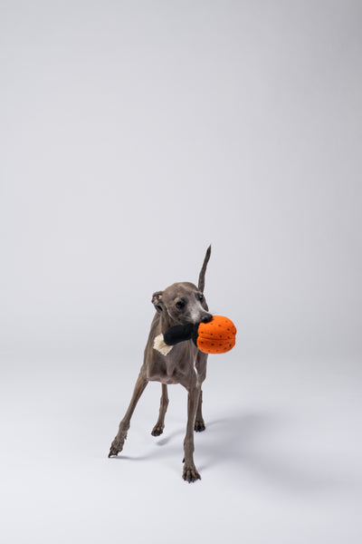 Italienisches Windspiel trägt den handgefertigten Pilz im Maul im Fotostudio.