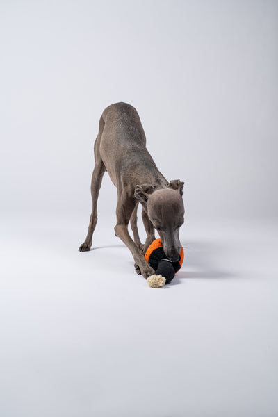 Italienisches Windspiel spielt begeistert mit dem Pilz auf einem Studioboden.