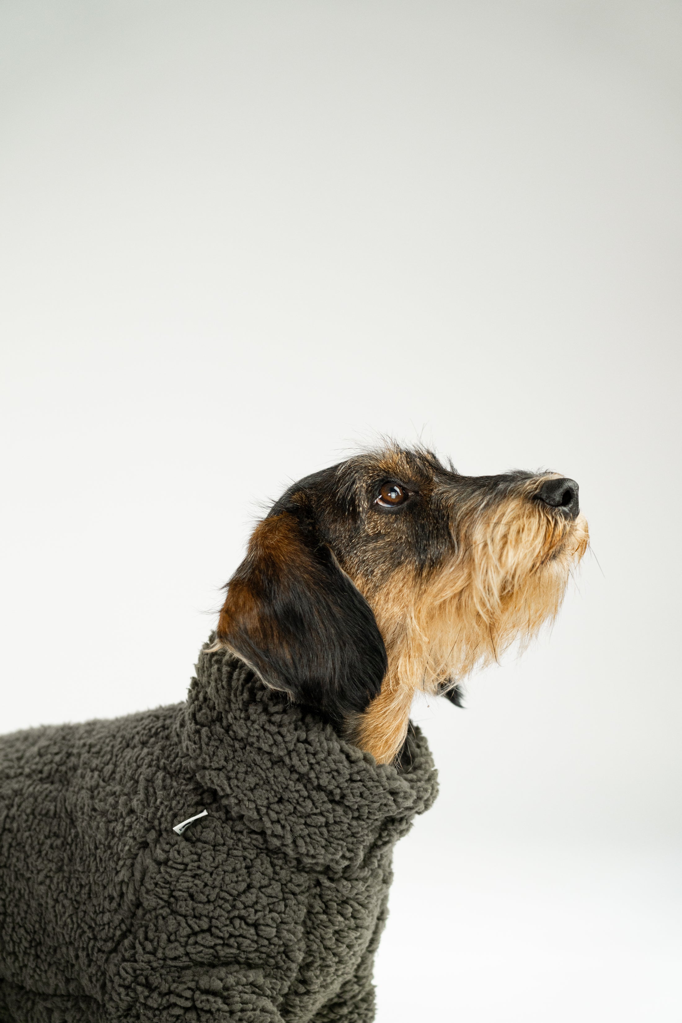 Fleece Overall für Dackel in Berlin gefertigt – Komfort, Wärme und Bewegungsfreiheit