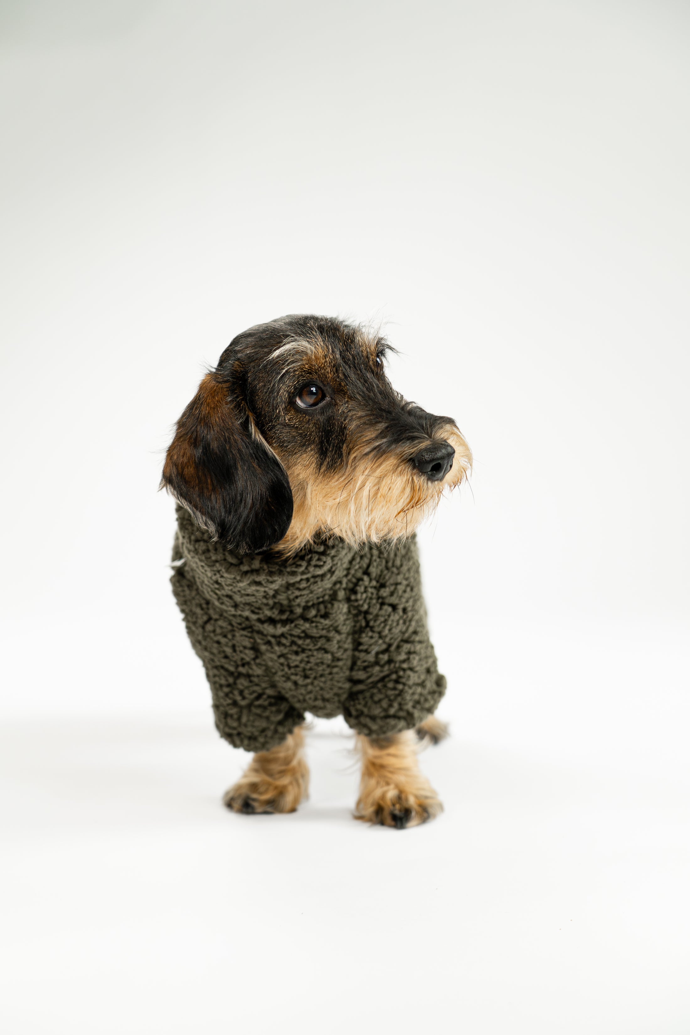 Kuscheliger Teddy-Fleece Overall für Dackel, getestet an vielen Hunden