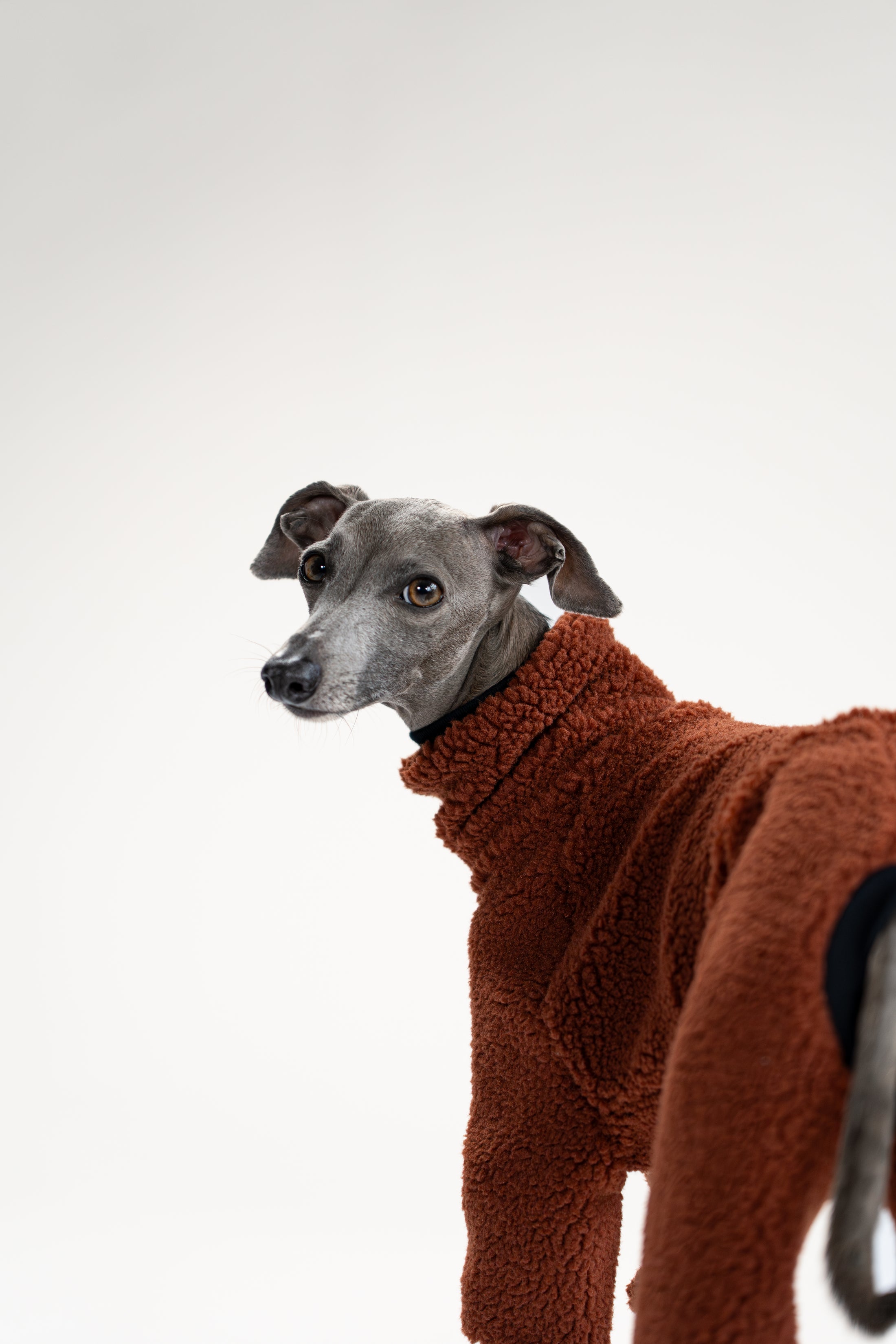 Italienisches Windspiel im braunen Winter-Overall mit perfekter Passform