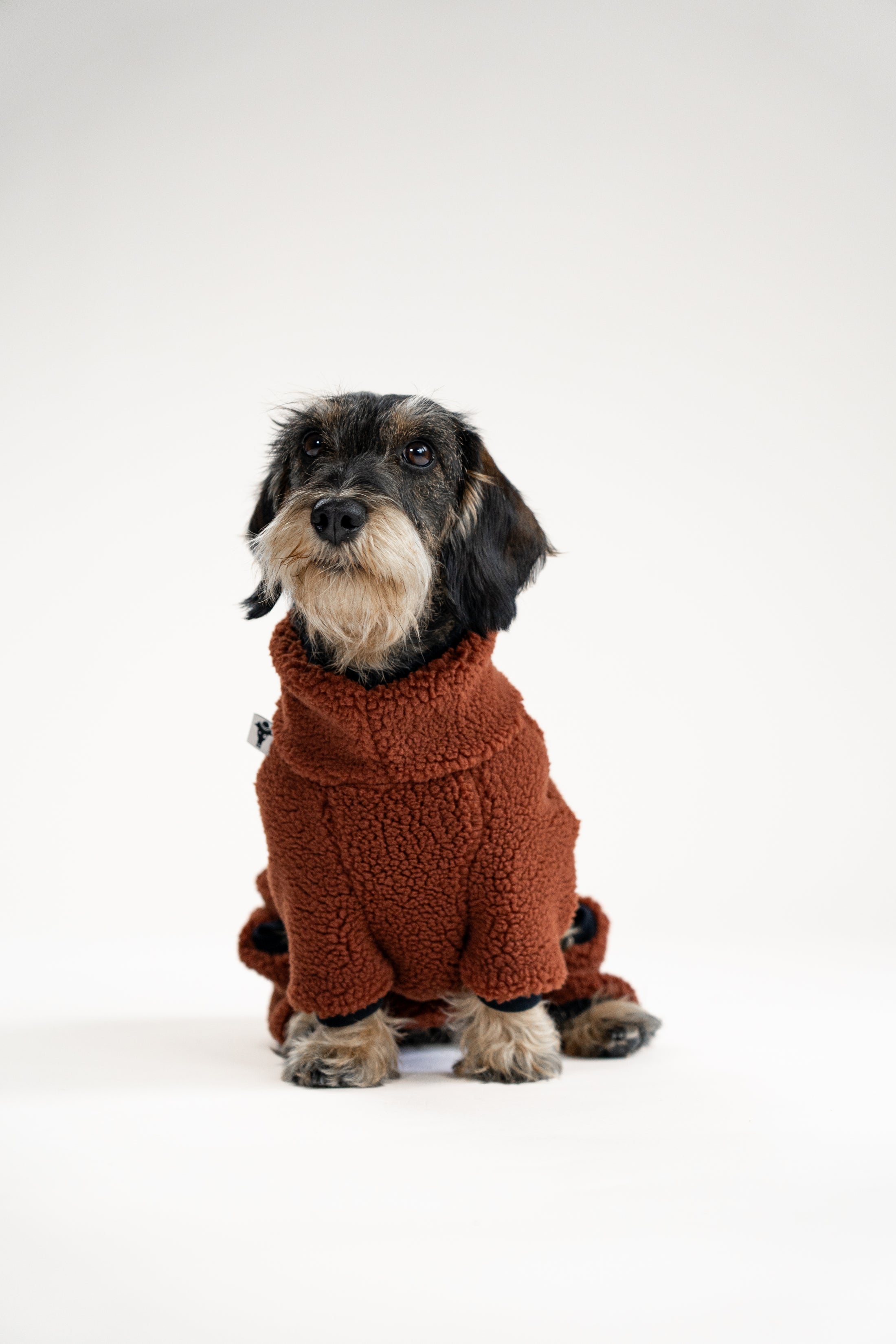 Klassischer brauner Teddy-Overall für Dackel – langlebig & pflegeleicht