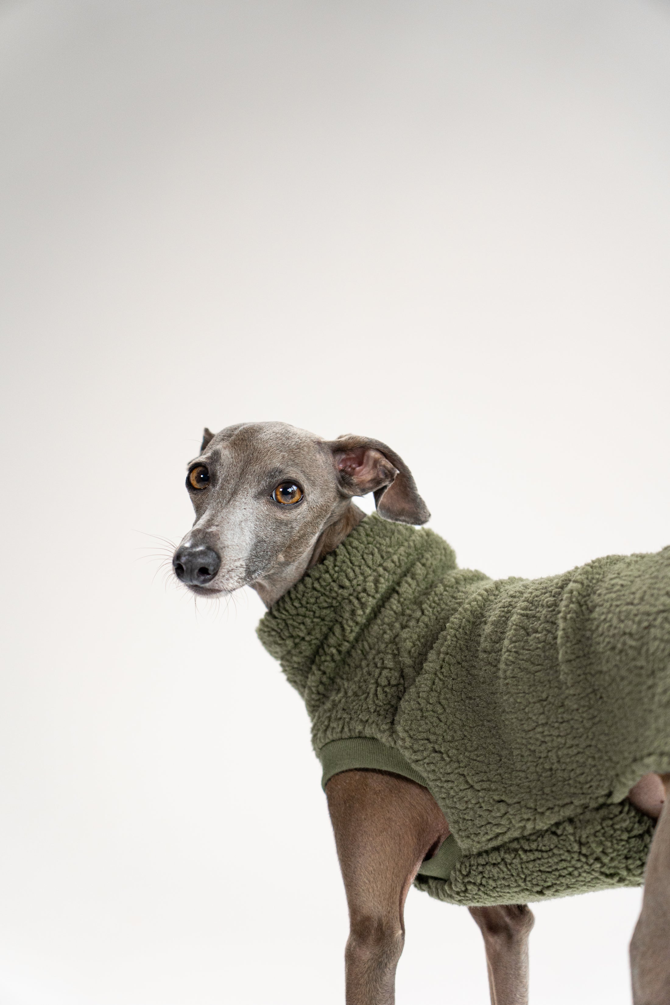 Italienisches Windspiel posiert im olivegrünen Hundepullover, perfekt für kalte Tage