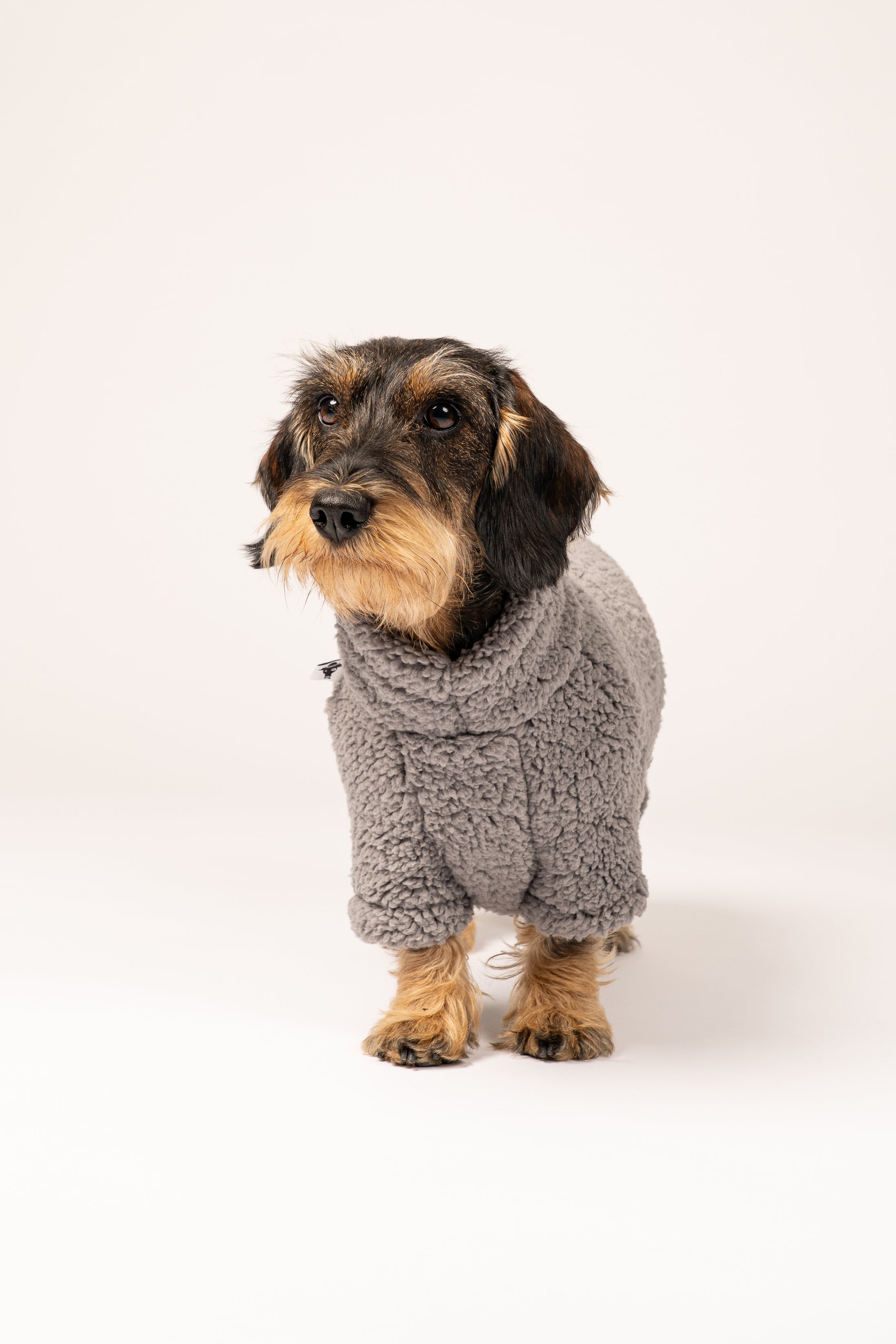 Fleece Overall für Dackel in Berlin gefertigt – Komfort, Wärme und Bewegungsfreiheit