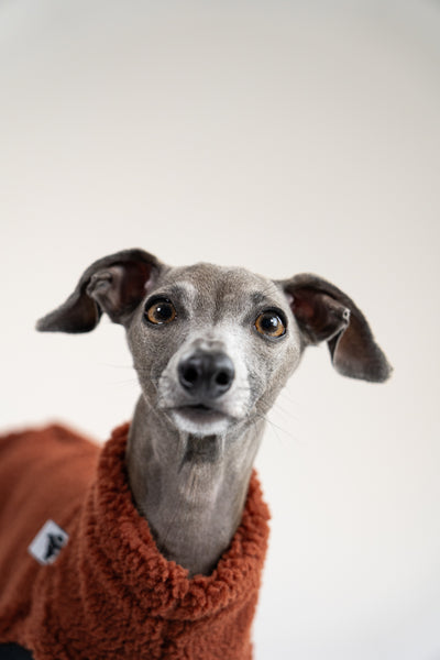 Nahaufnahme Teddy-Material in Brown, weiche Hundekleidung für Windspiele