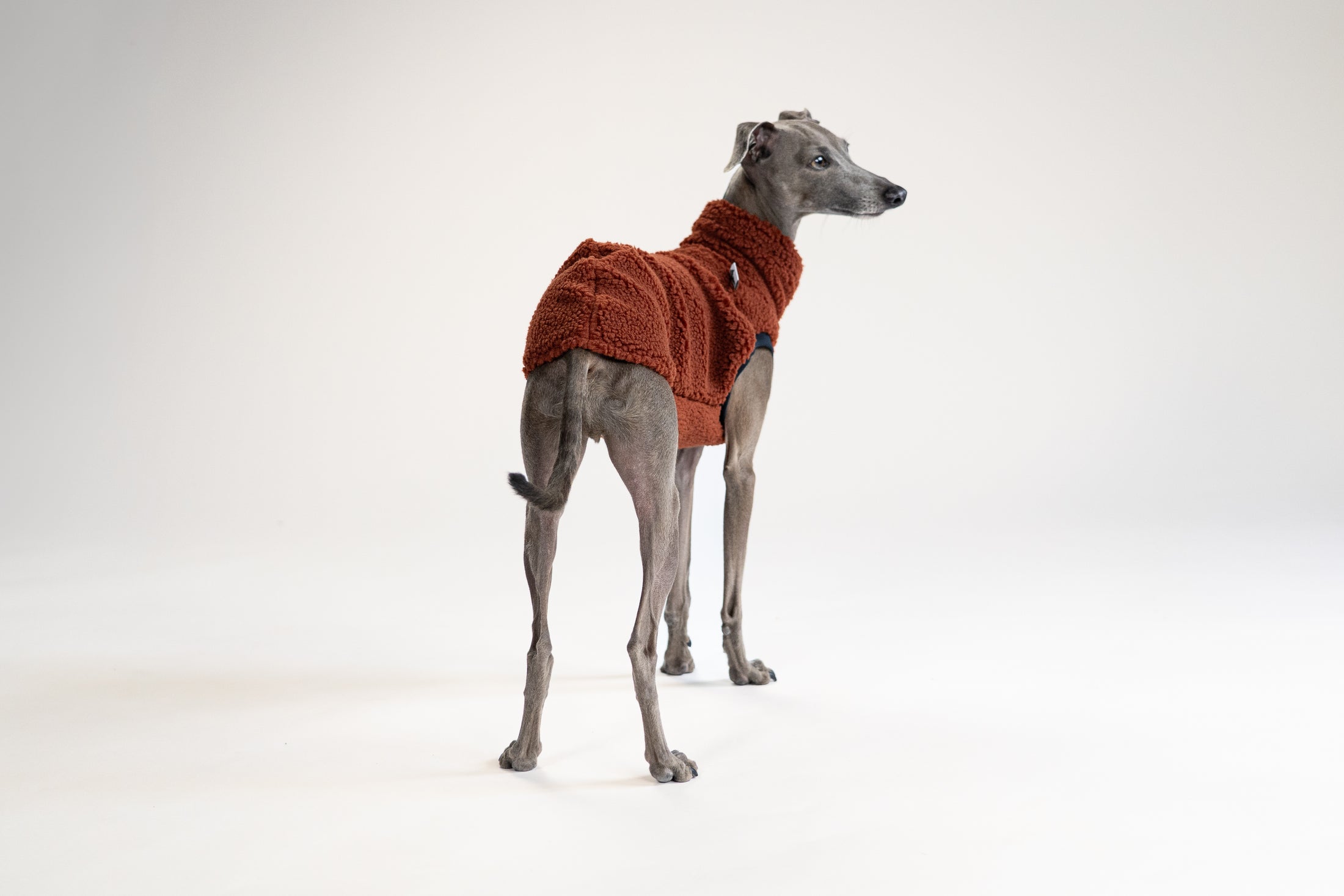 Italienisches Windspiel läuft im braunen Teddy Long Shirt, warm und bequem für kühle Tage