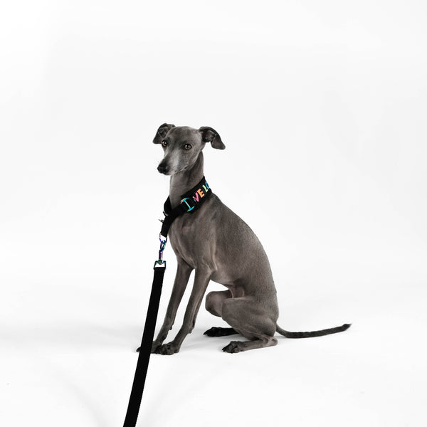 Love Italian Greyhound Leash and collar set