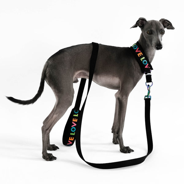 Love Set Italian Greyhound