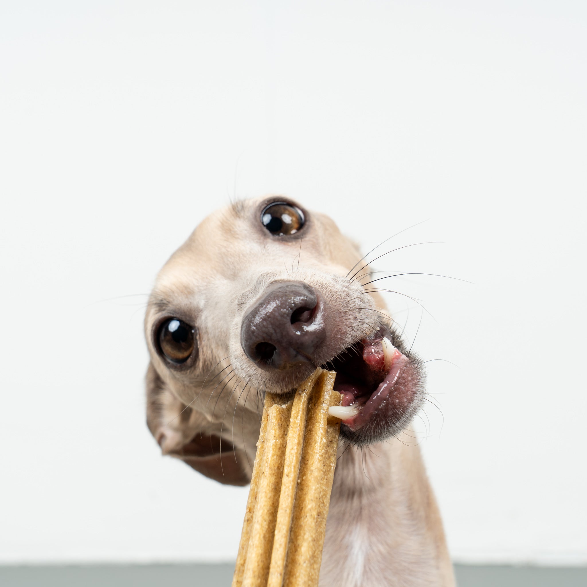Leni Lecker's Olaf - Dental Sticks für Hunde