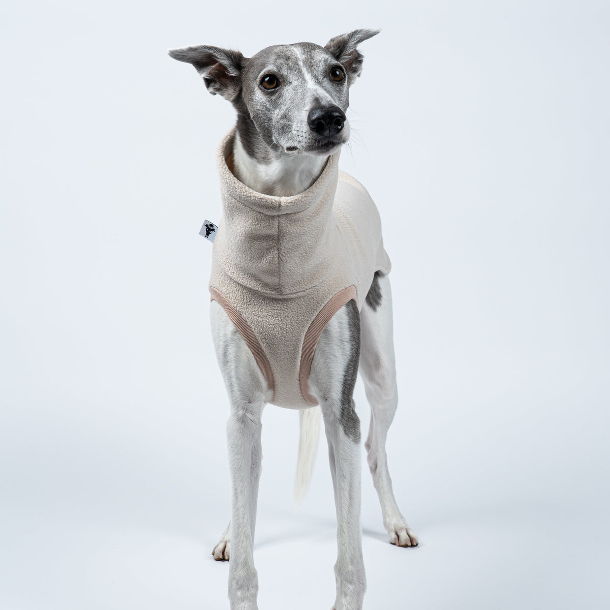 Windhundmode in Sand – Long Shirt liegt glatt am Körper des stehenden Whippets an
