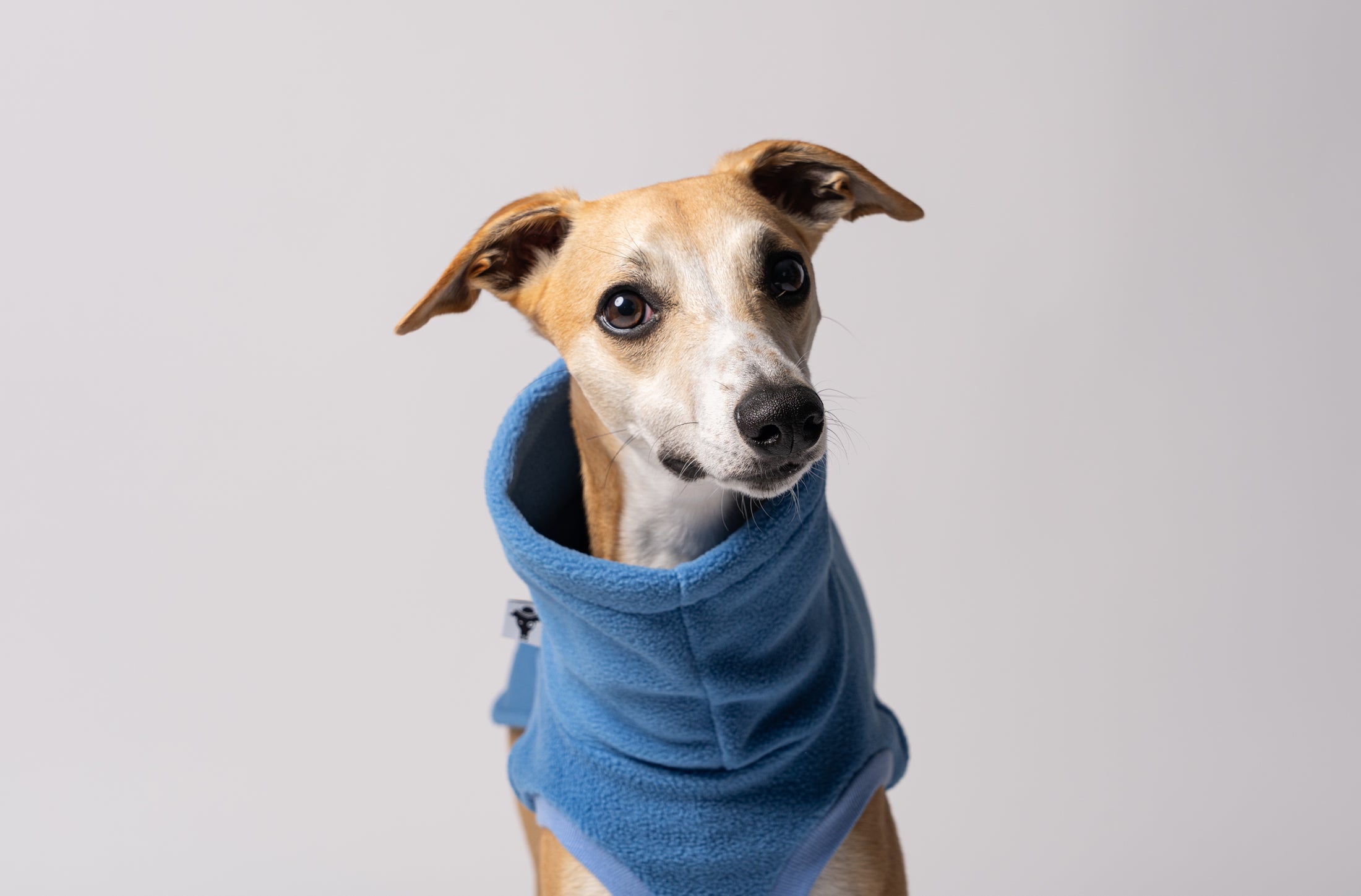 Nahaufnahme Whippet Long Shirt Fleece in Sky Blue