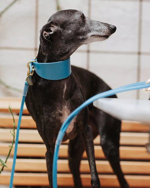 Neon Blue Collar greyhound collar