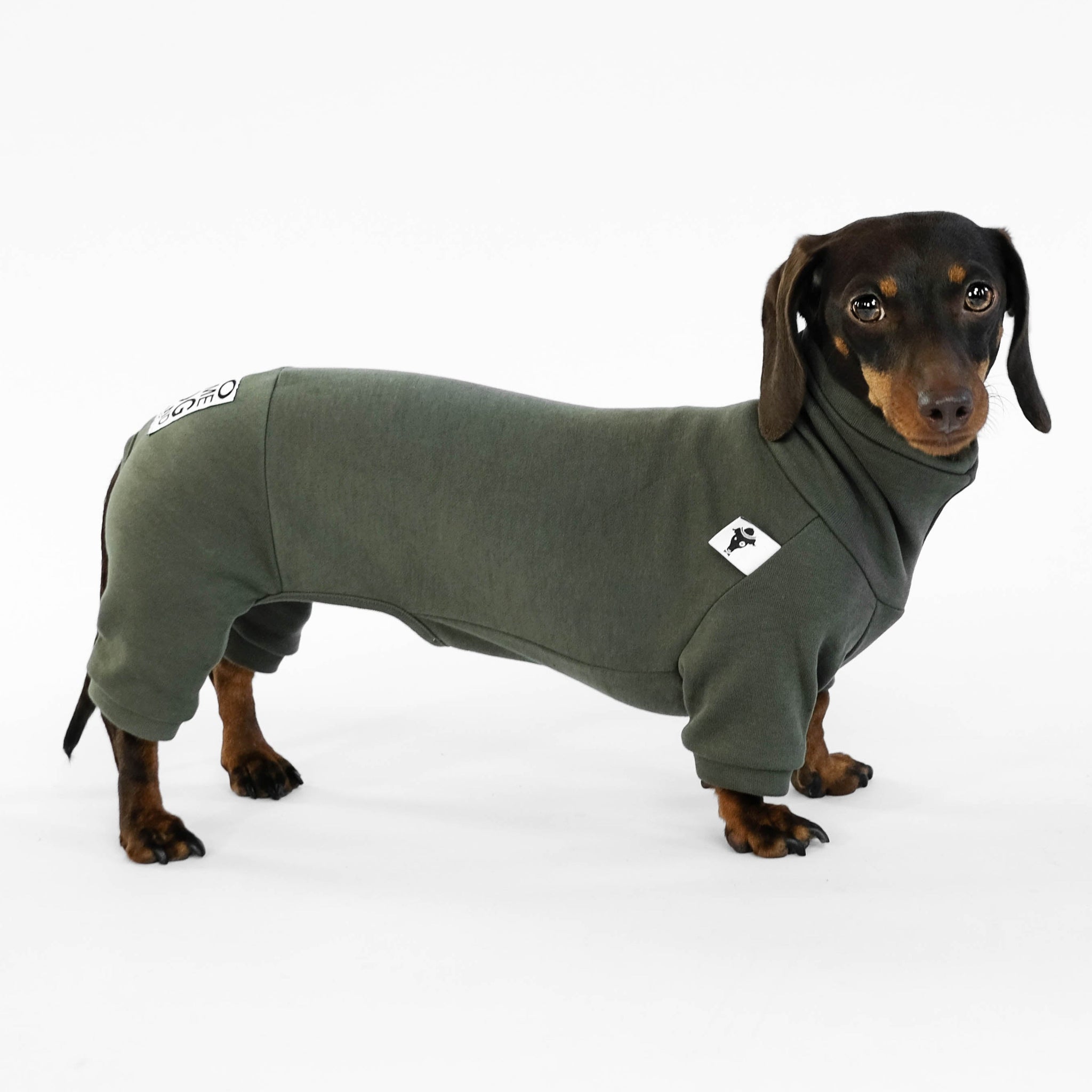 Miniature Dachshund Overall