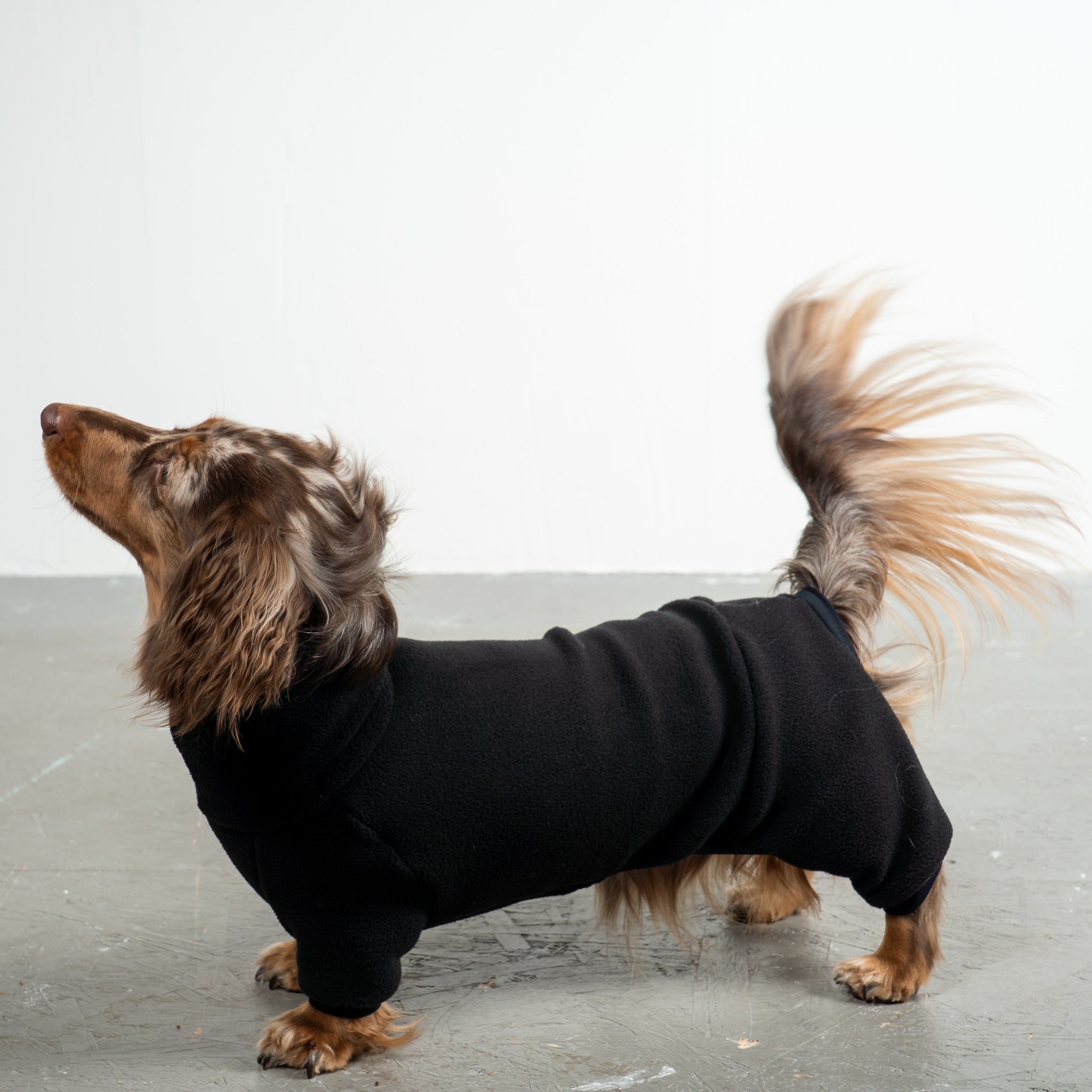 Overall Dackel Schwarz – Hund in Bewegung – bequeme Hundekleidung für Dackel