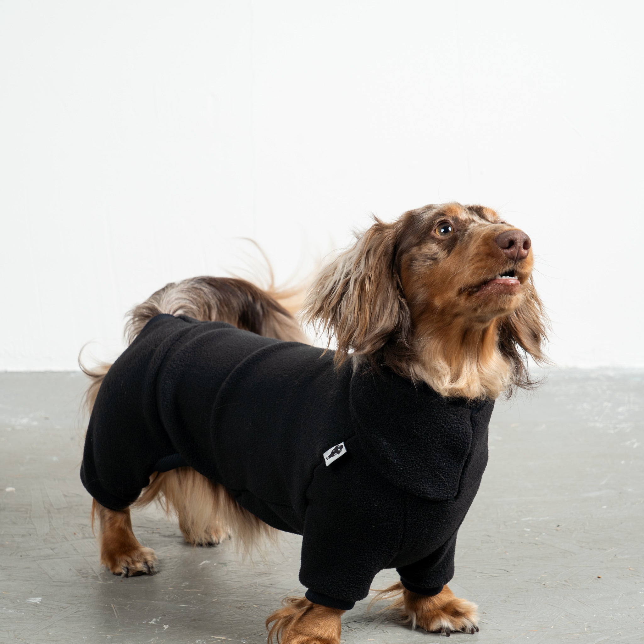 Overall Dackel Schwarz – Hund in Bewegung – bequeme Hundekleidung für Dackel