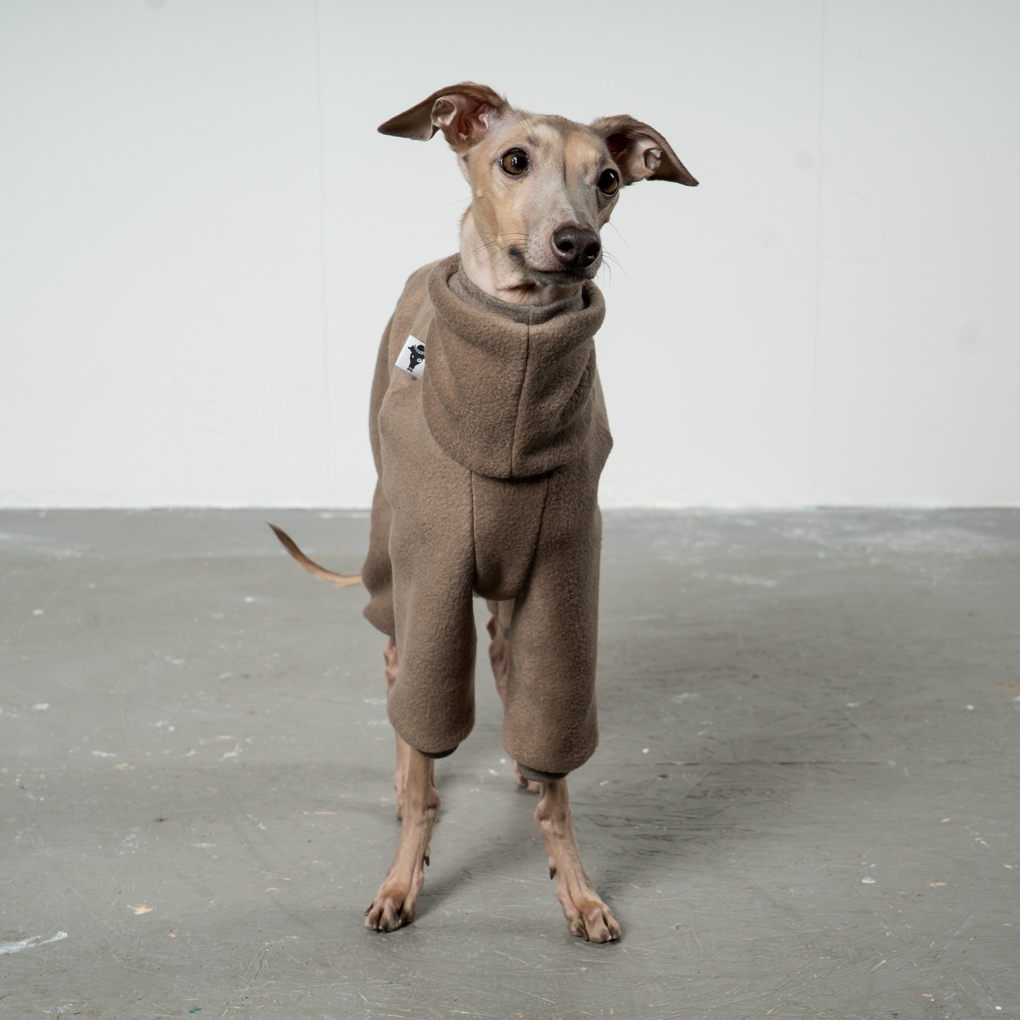 OVERALL for Italian Greyhound in Walnut