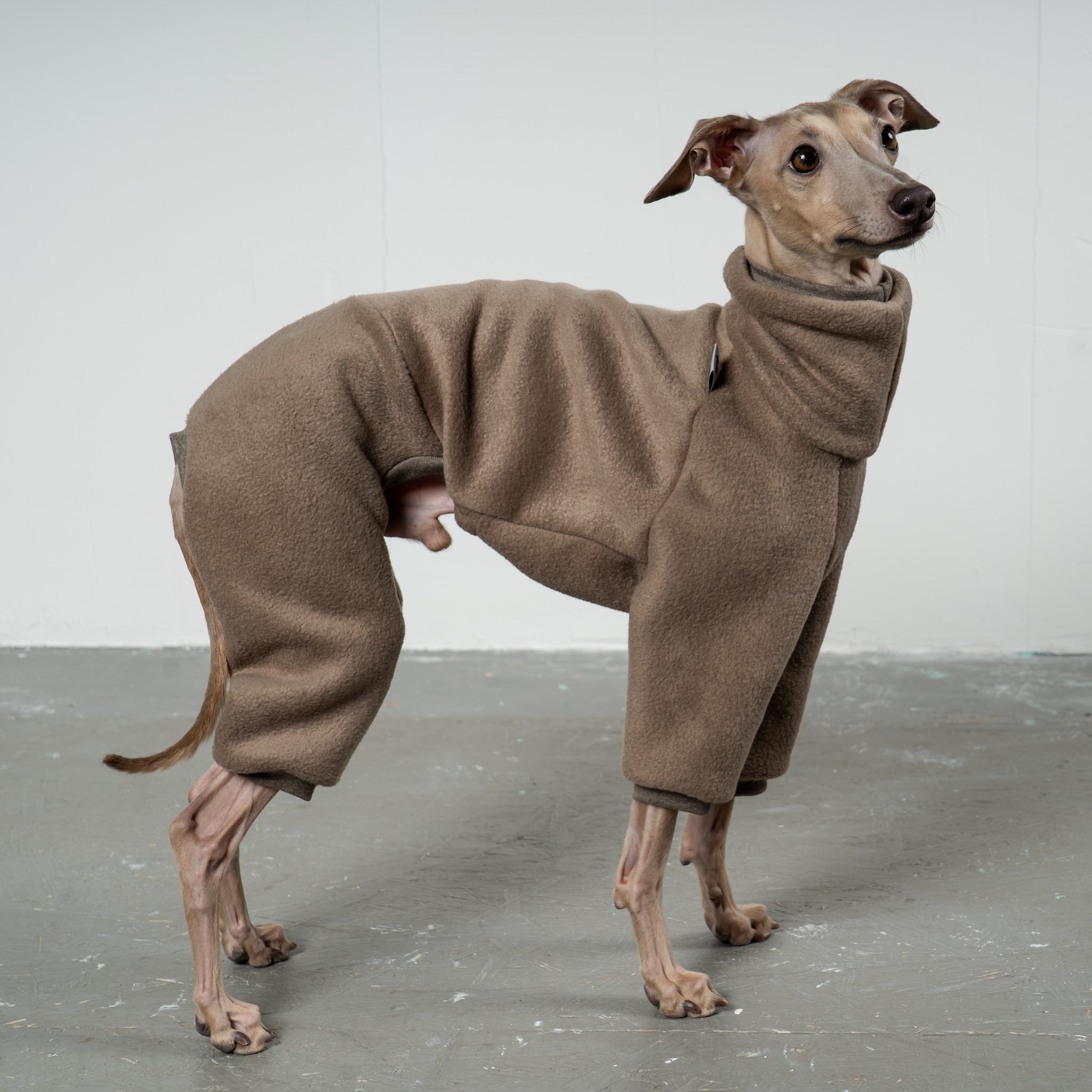OVERALL for Italian Greyhound in Walnut