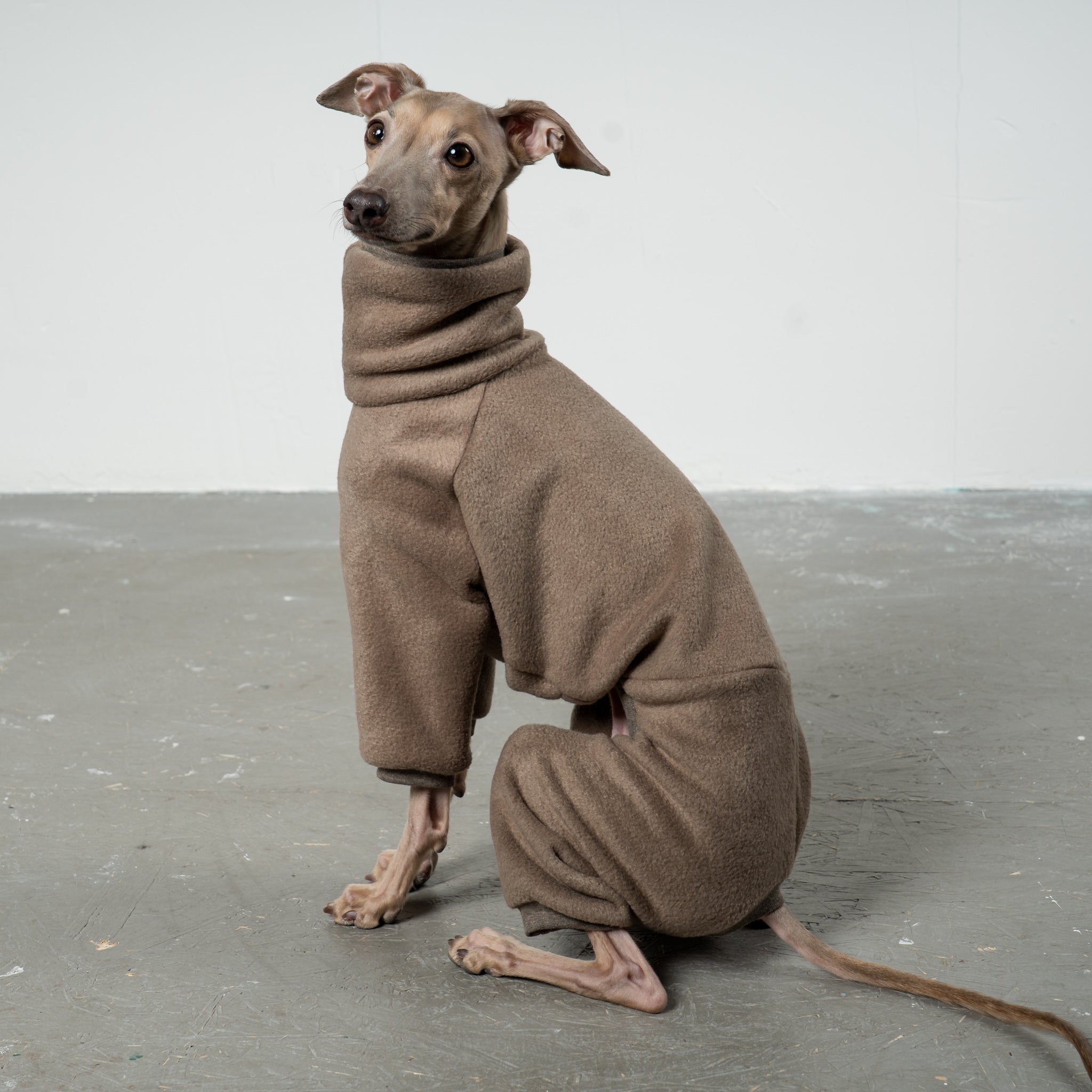OVERALL for Italian Greyhound in Walnut