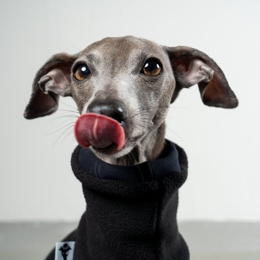 Overall Iggy Schwarz – Close-up am Hund – hochwertige Hundekleidung von Karma Hund