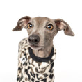 Load image into Gallery viewer, Overall Iggy Leo – Close-up am Hund – hochwertige Hundekleidung von Karma Hund
