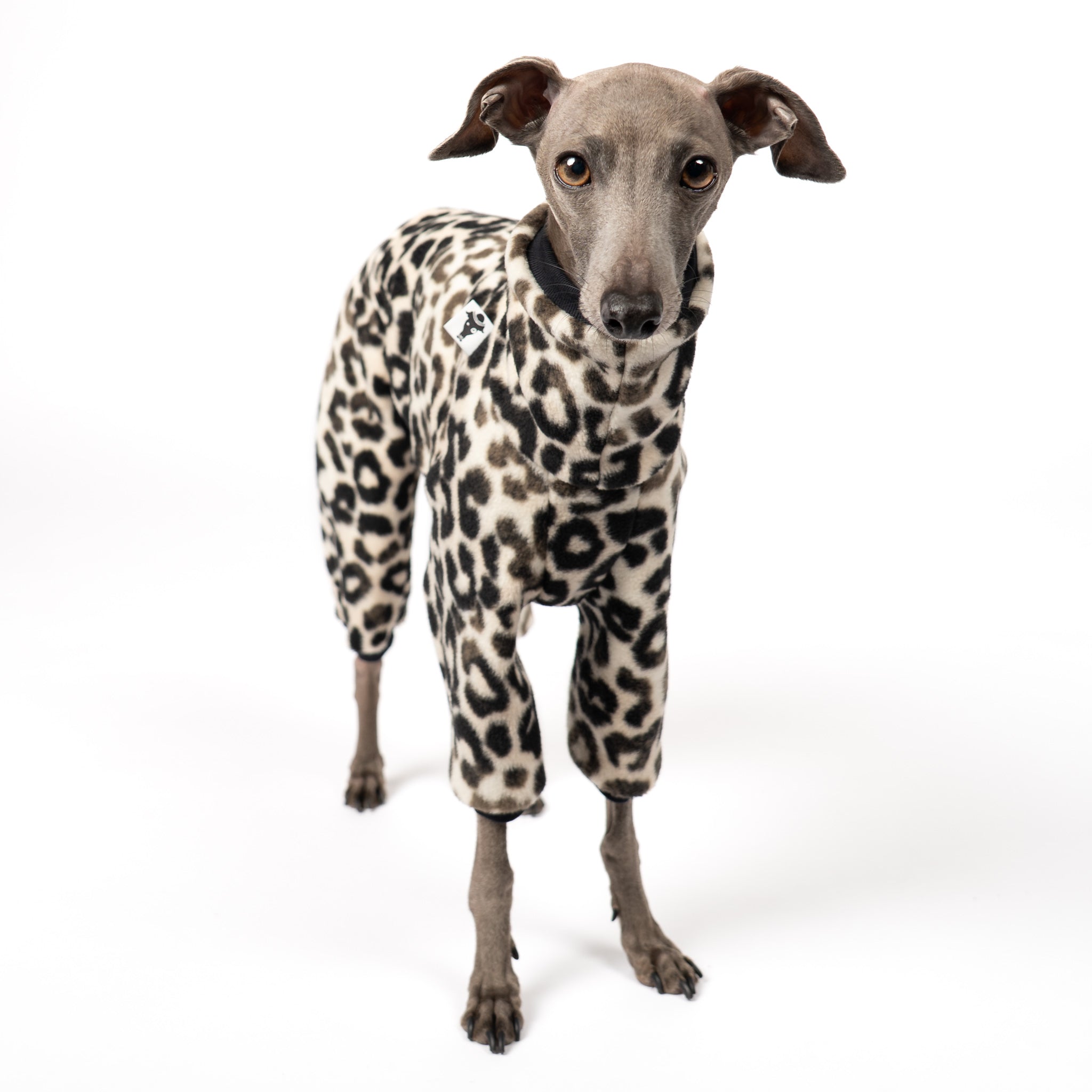 Overall Iggy Leo – hochwertige Hundekleidung für Dackel, Windspiele und Windhunde von Karma Hund Berlin – Ganzkörperansicht am Hund