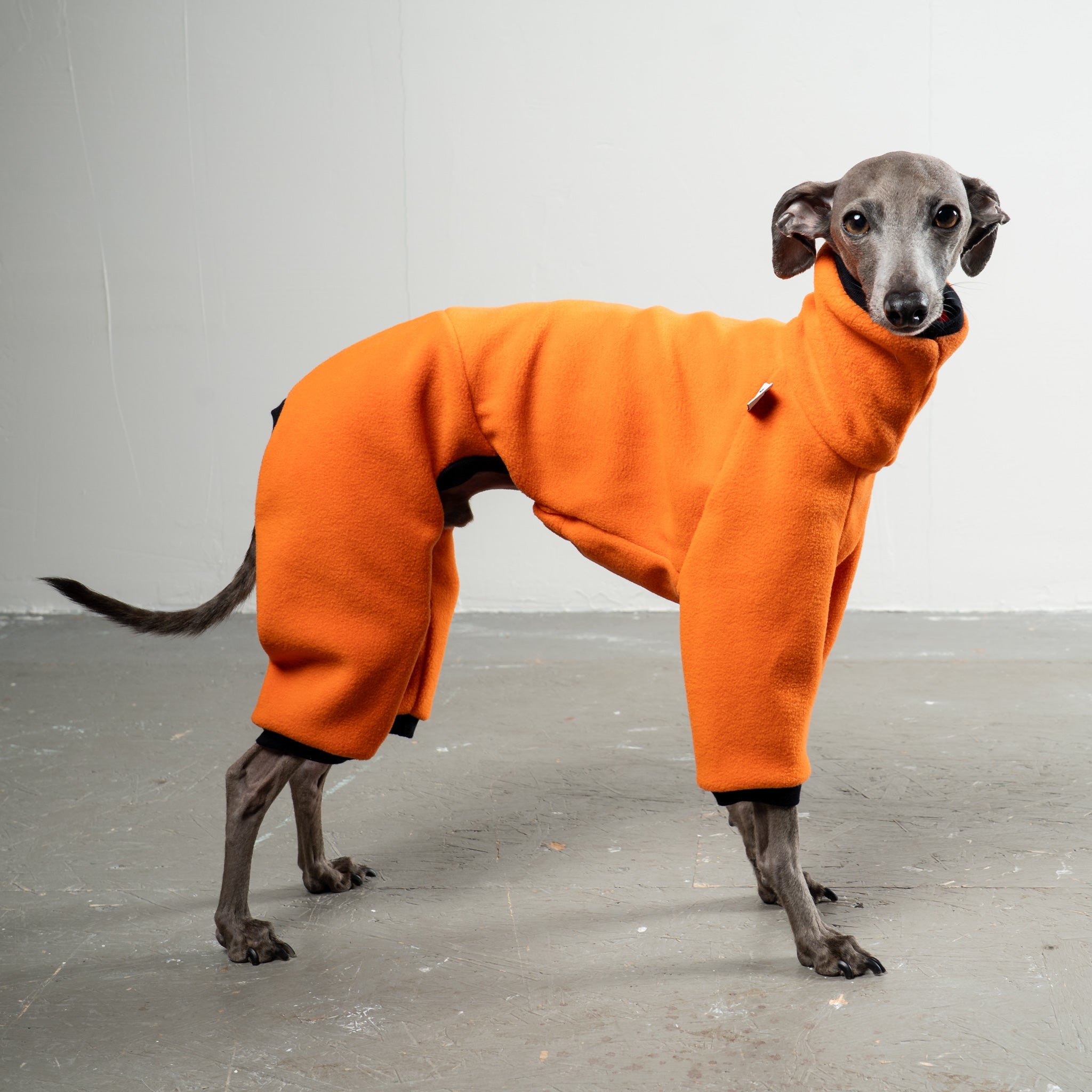 Overall Iggy Orange – hochwertige Hundekleidung für Dackel, Windspiele und Windhunde von Karma Hund Berlin – Ganzkörperansicht am Hund