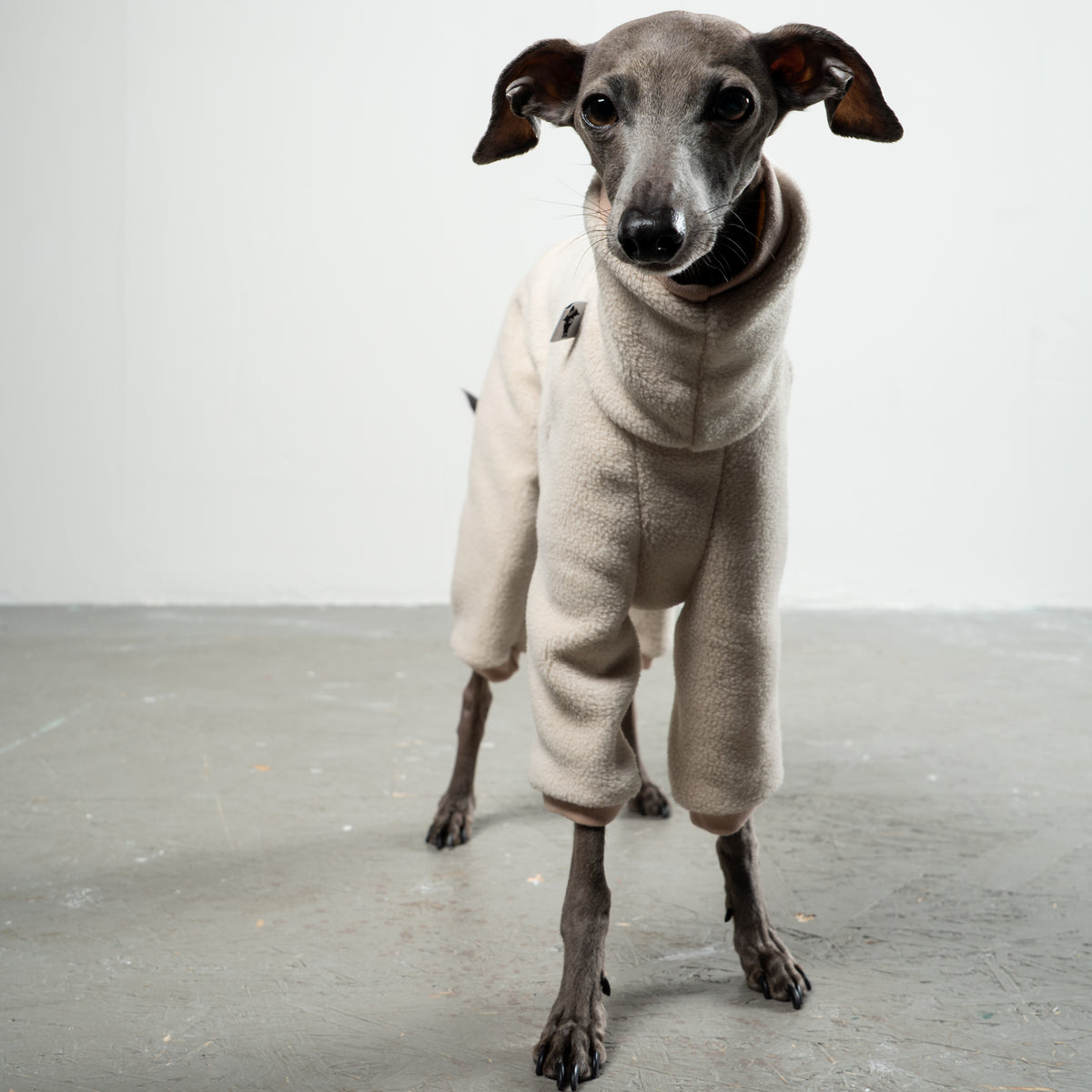 Overall Iggy Sand – Close-up am Hund – hochwertige Hundekleidung von Karma Hund