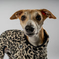 Load image into Gallery viewer, Overall Windhund Leo – Close-up am Hund – hochwertige Hundekleidung von Karma Hund
