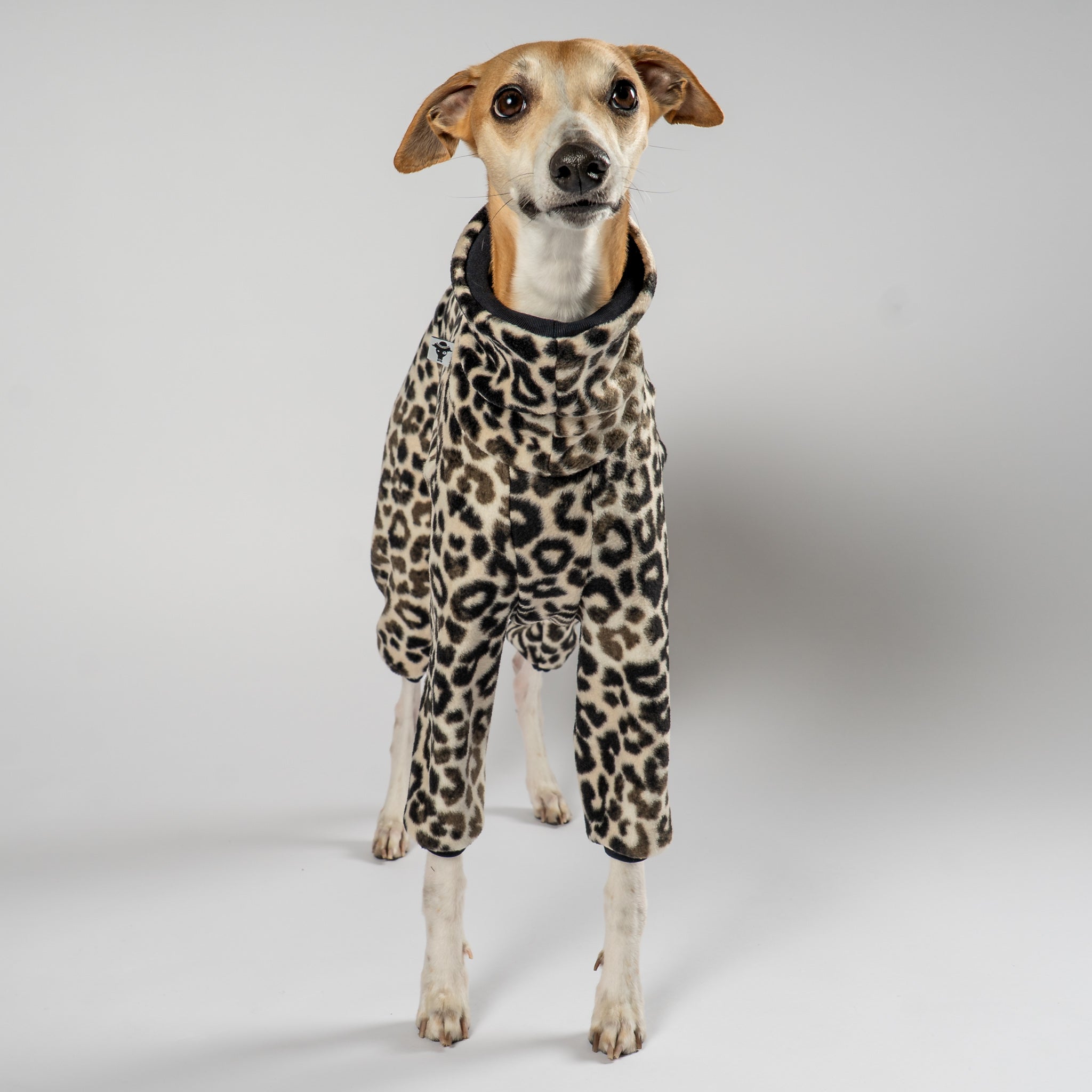 Overall Windhund Leo – Close-up am Hund – hochwertige Hundekleidung von Karma Hund