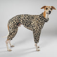 Load image into Gallery viewer, Overall Windhund Leo – hochwertige Hundekleidung für Dackel, Windspiele und Windhunde von Karma Hund Berlin – Ganzkörperansicht am Hund
