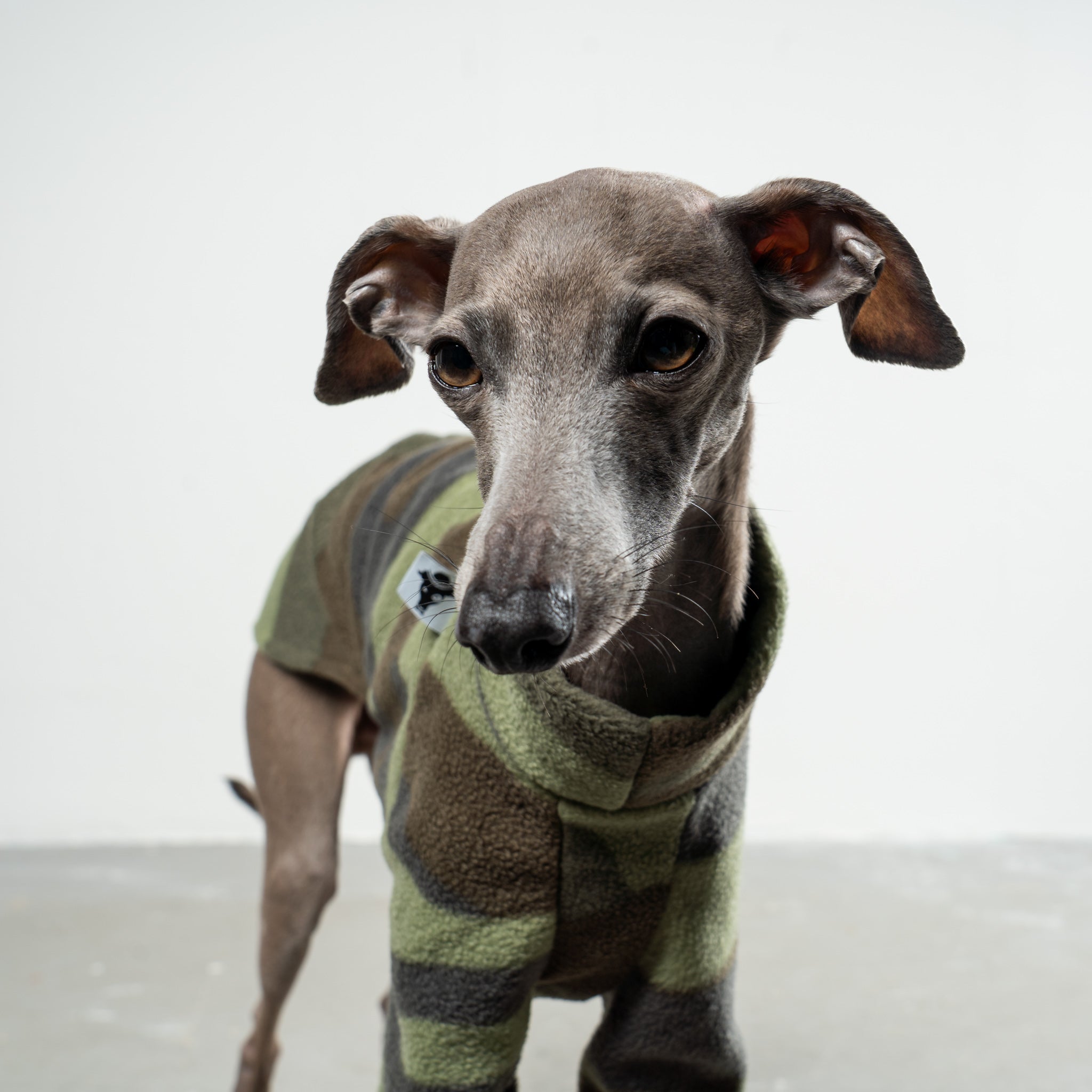 Pullover Iggy Camouflage – Close-up am Hund – hochwertige Hundekleidung von Karma Hund