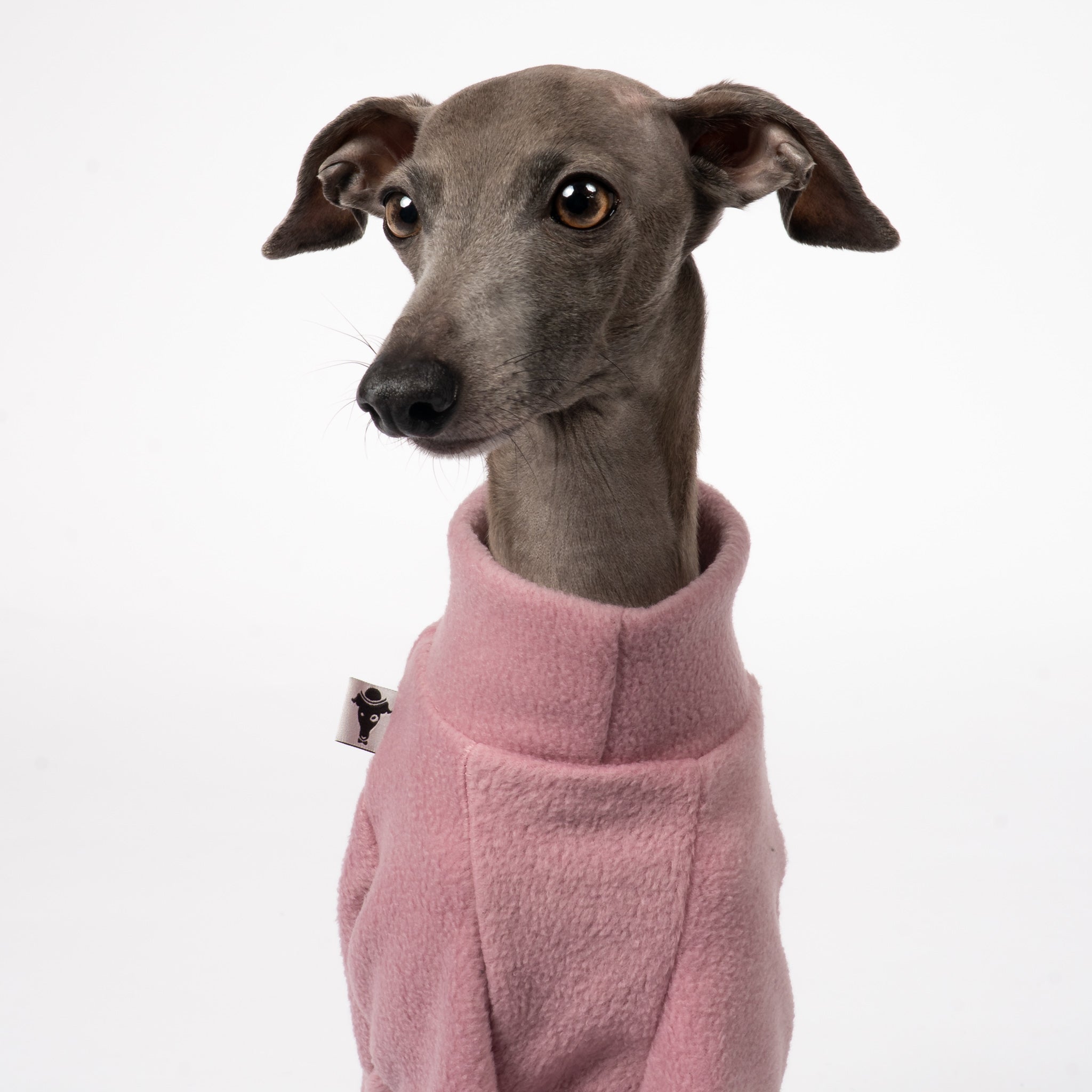 Pullover Iggy Mulberry – Close-up am Hund – hochwertige Hundekleidung von Karma Hund