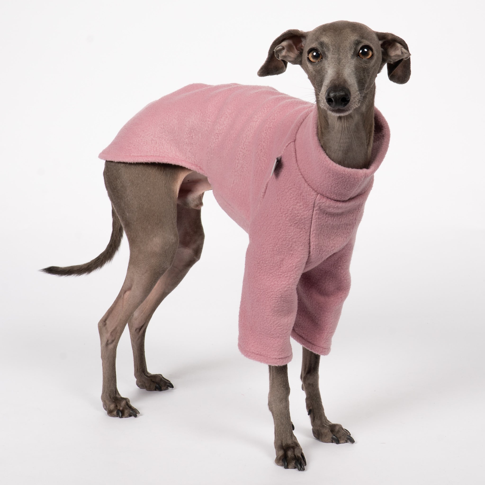 Pullover Iggy Mulberry – Hundepullover und Hundekleidung für Dackel und Windspiele – Seitenansicht am Hund