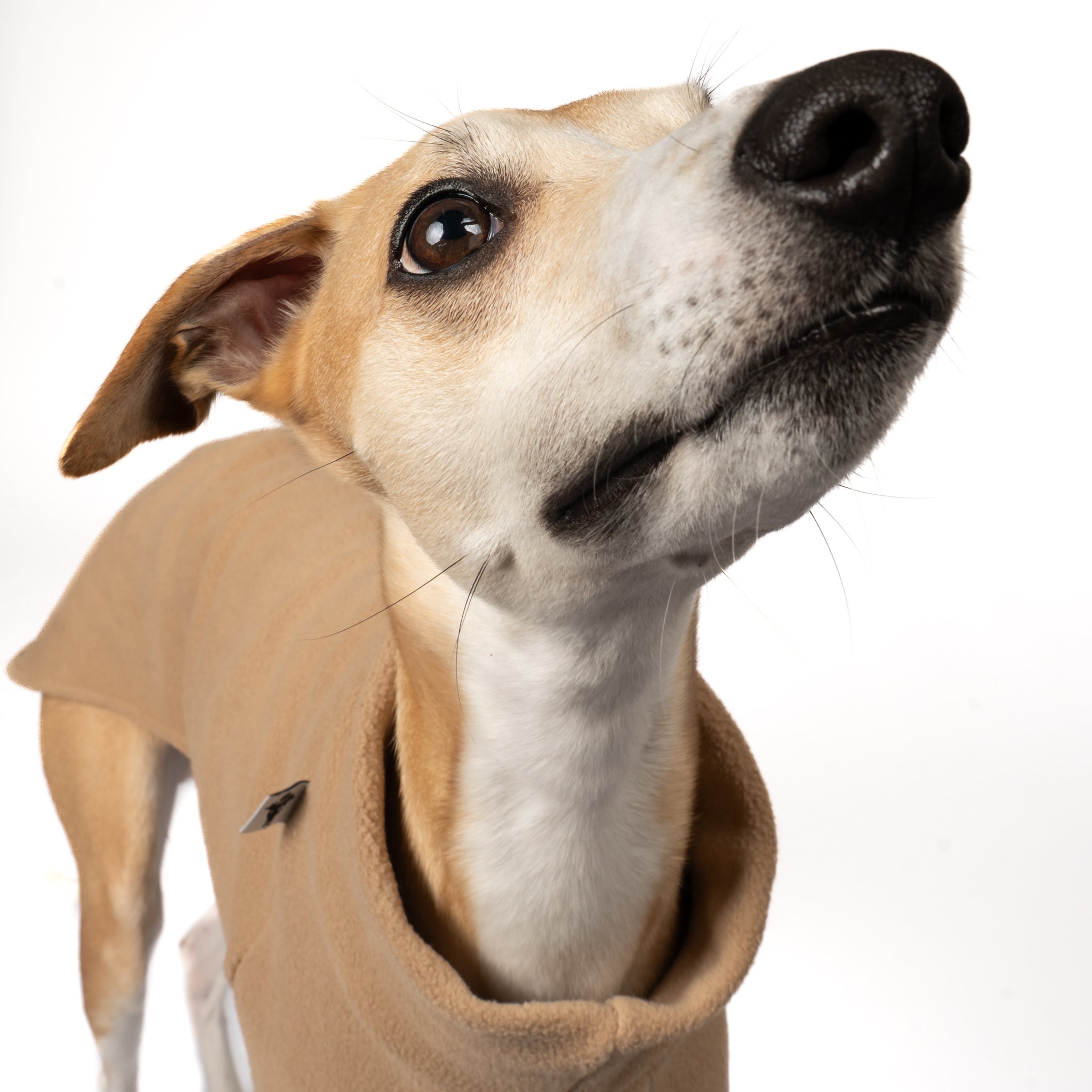 Pullover Windhund Camel – Close-up am Hund – hochwertige Hundekleidung von Karma Hund