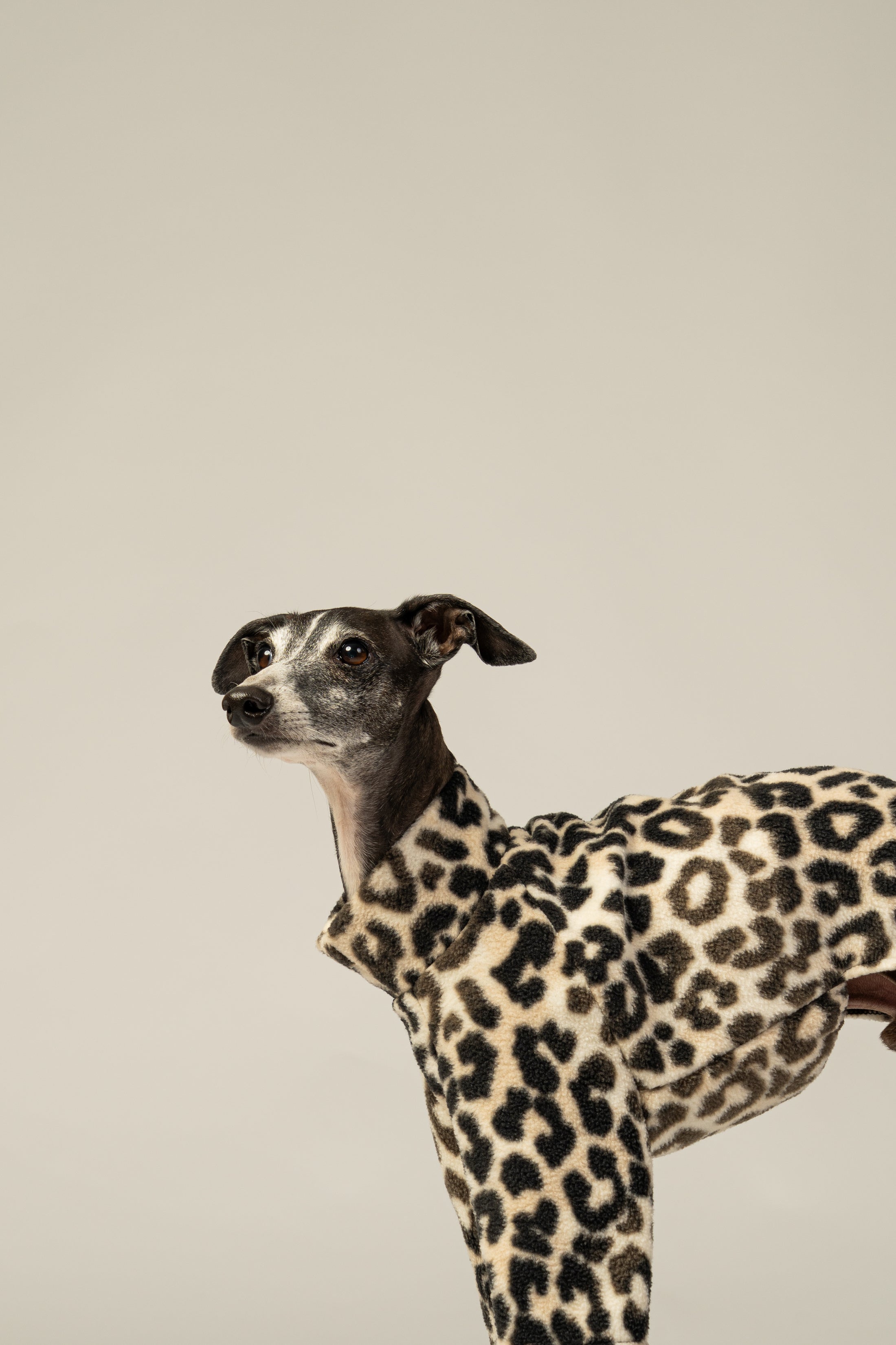 Handgemachter Pullover aus Fleece mit Leo-Muster für kleine Windhunde