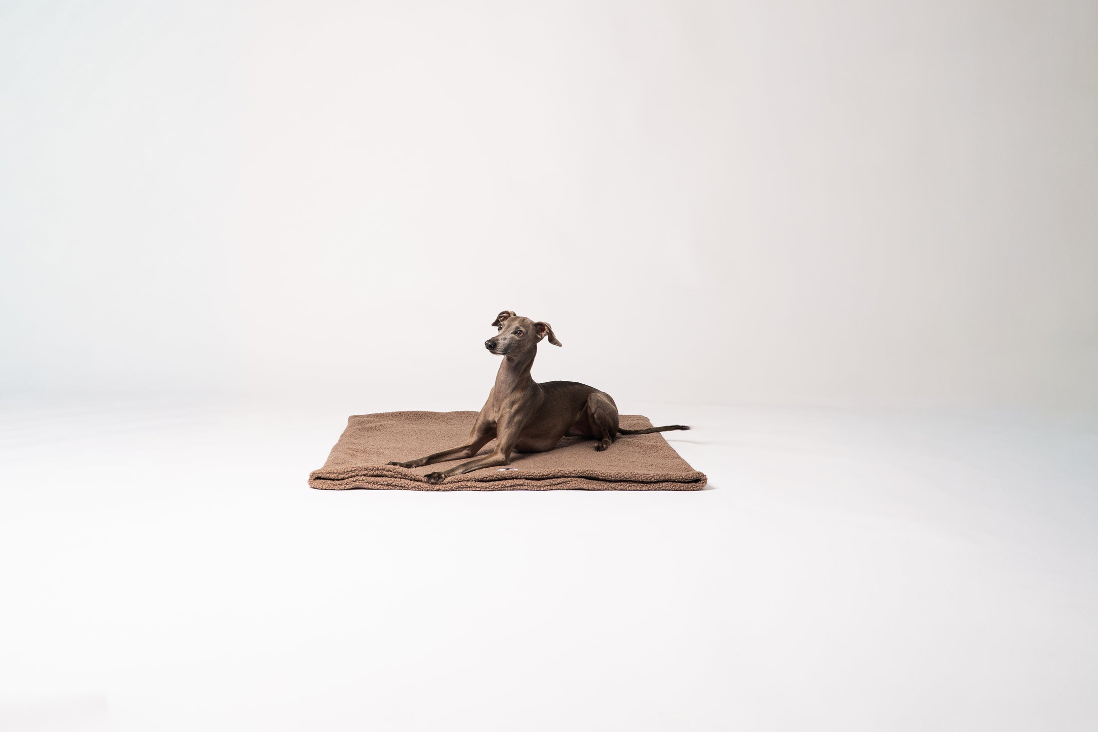 talienisches Windspiel kuschelt sich in den weichen Schlafsack von Karma Hund