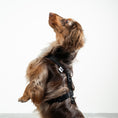 Load image into Gallery viewer, Softshell Hundegeschirr Dackel Schwarz – Dackel Hundegeschirr ergonomisch – Seitenansicht am Hund
