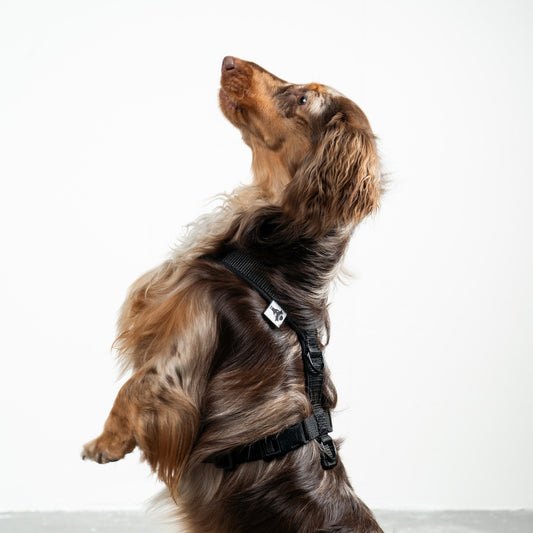 Softshell Hundegeschirr Dackel Schwarz – Dackel Hundegeschirr ergonomisch – Seitenansicht am Hund