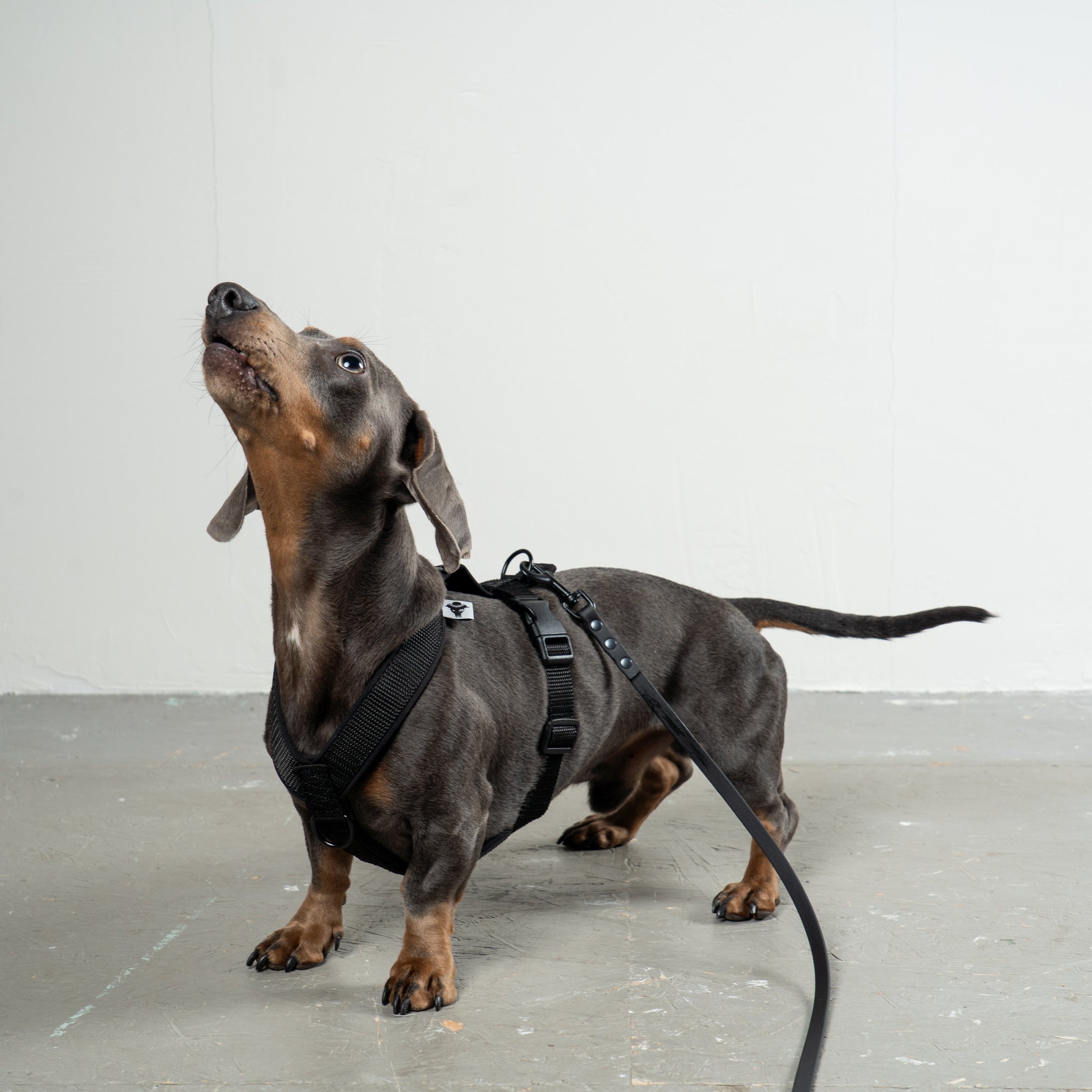 SOFTSHELL DOG ​​HARNESS for Dachshunds in All Black