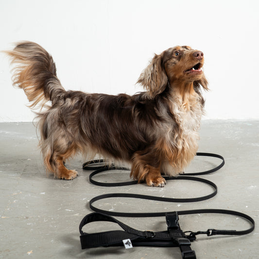 Softshell Hundegeschirr Dackel Schwarz – handgefertigtes Hundegeschirr aus der Berliner Manufaktur Karma Hund