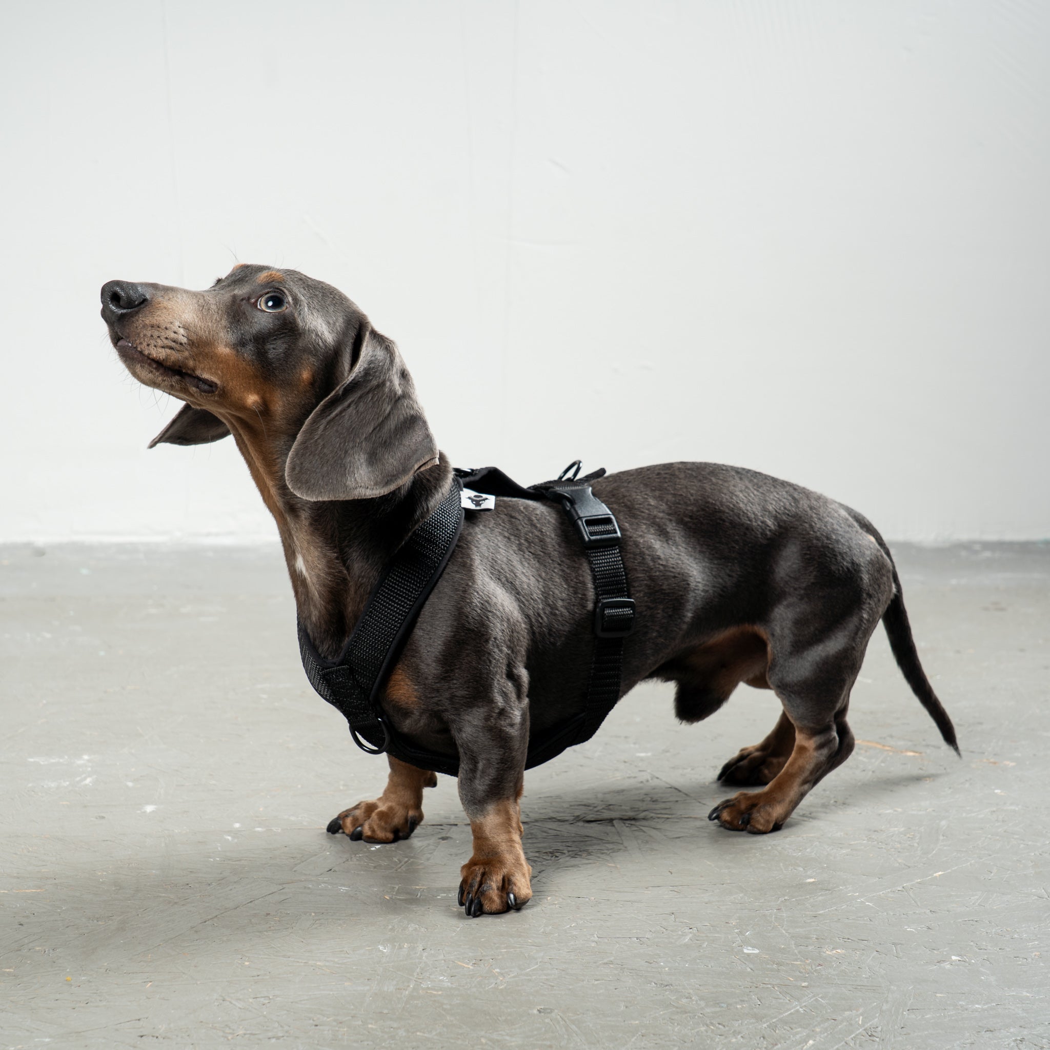 SOFTSHELL DOG ​​HARNESS for Dachshunds in All Black