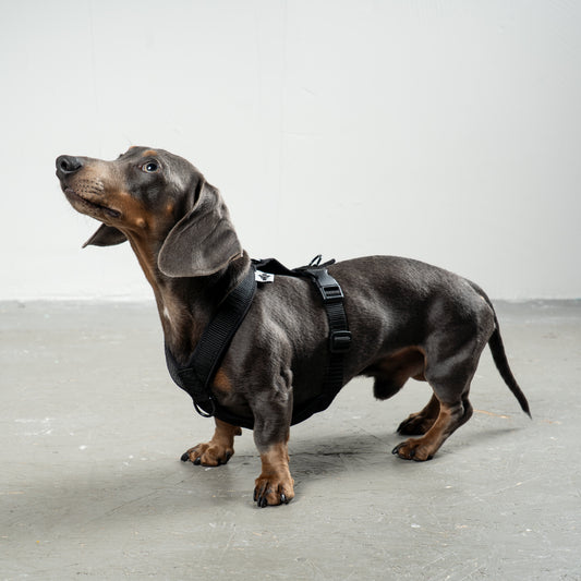 SOFTSHELL DOG ​​HARNESS for Dachshunds in All Black