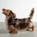 Load image into Gallery viewer, Softshell Hundegeschirr Dackel Schwarz – Dackel Hundegeschirr ergonomisch – Seitenansicht am Hund
