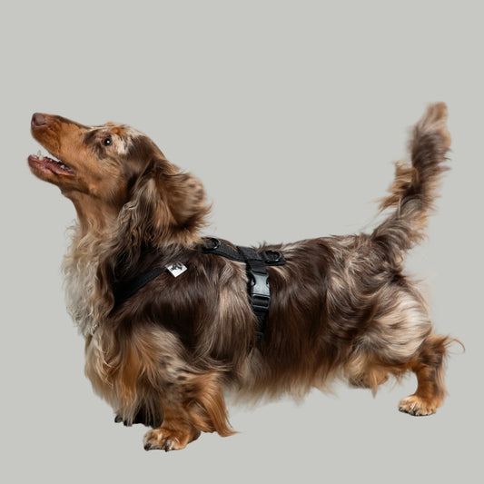 Softshell Hundegeschirr Dackel Schwarz – Dackel Hundegeschirr ergonomisch – Seitenansicht am Hund