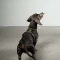 Load image into Gallery viewer, SOFTSHELL DOGHARNESS Dachshund Black
