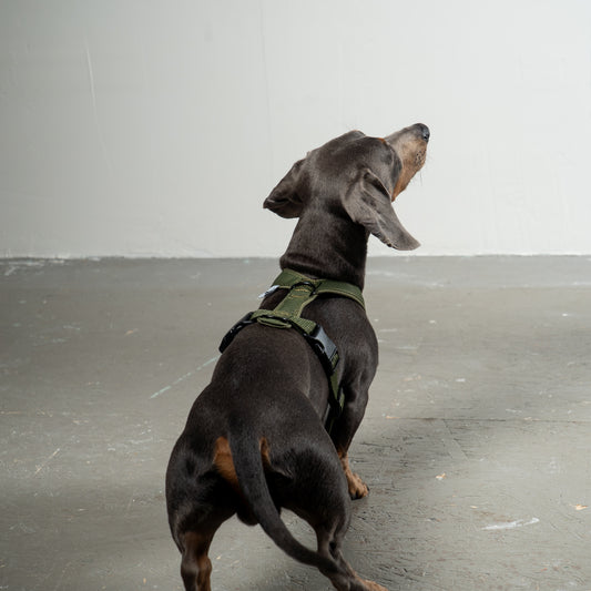 SOFTSHELL DOGHARNESS Dachshund Black